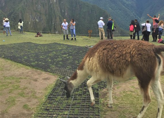 machu-picchu-lhamas